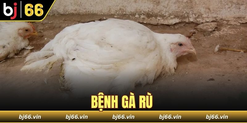bệnh gà rù