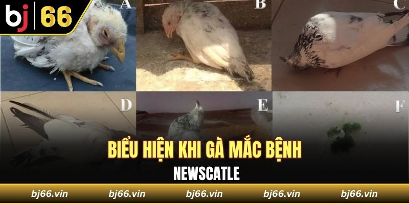 Biểu hiện khi gà mắc bệnh Newcastle