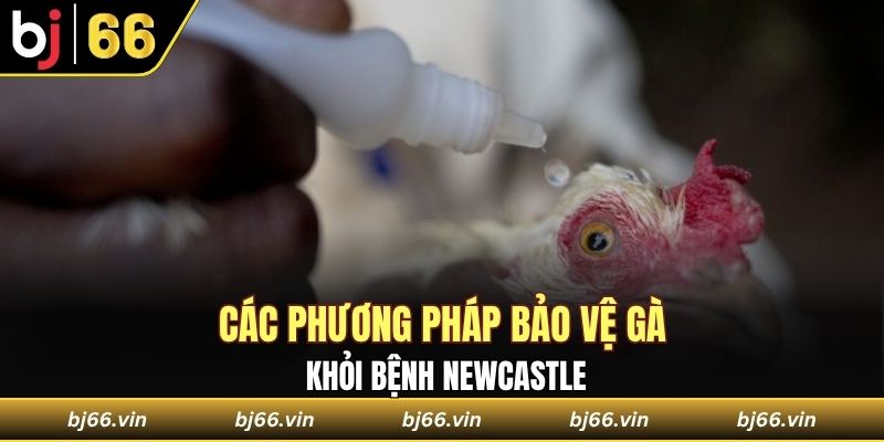 Các phương pháp bảo vệ gà khỏi bệnh Newcastle