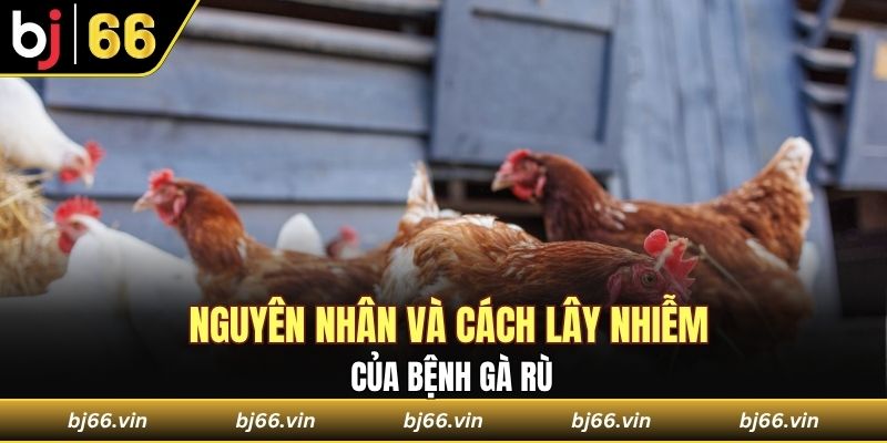 Nguyên nhân và cách lây nhiễm của bệnh gà rù