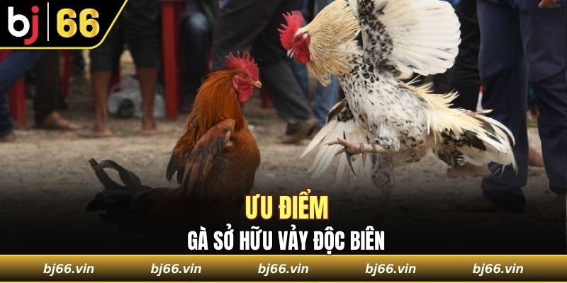 Ưu điểm của gà sở hữu vảy độc biên